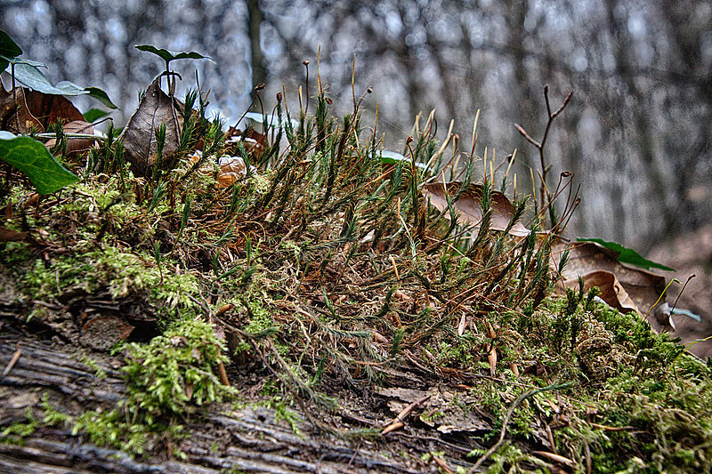 Bernhard Saalfeld - Tretschbachtal (6v9)